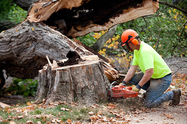 How Our Tree Care Process Works  in  Placerville, CA